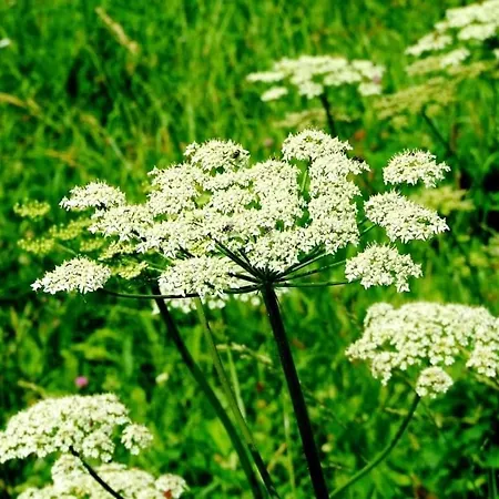 Daire Con Vista Sul Cimone *