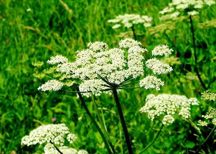 Appartement Con Vista Sul Cimone *