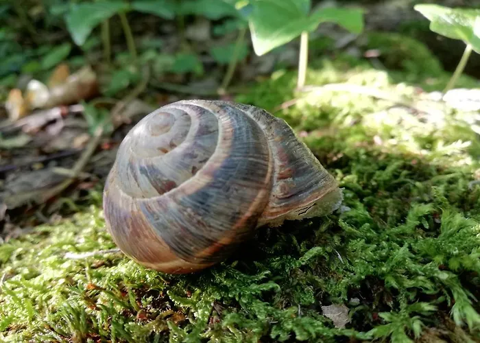 Lejlighed Con Vista Sul Cimone